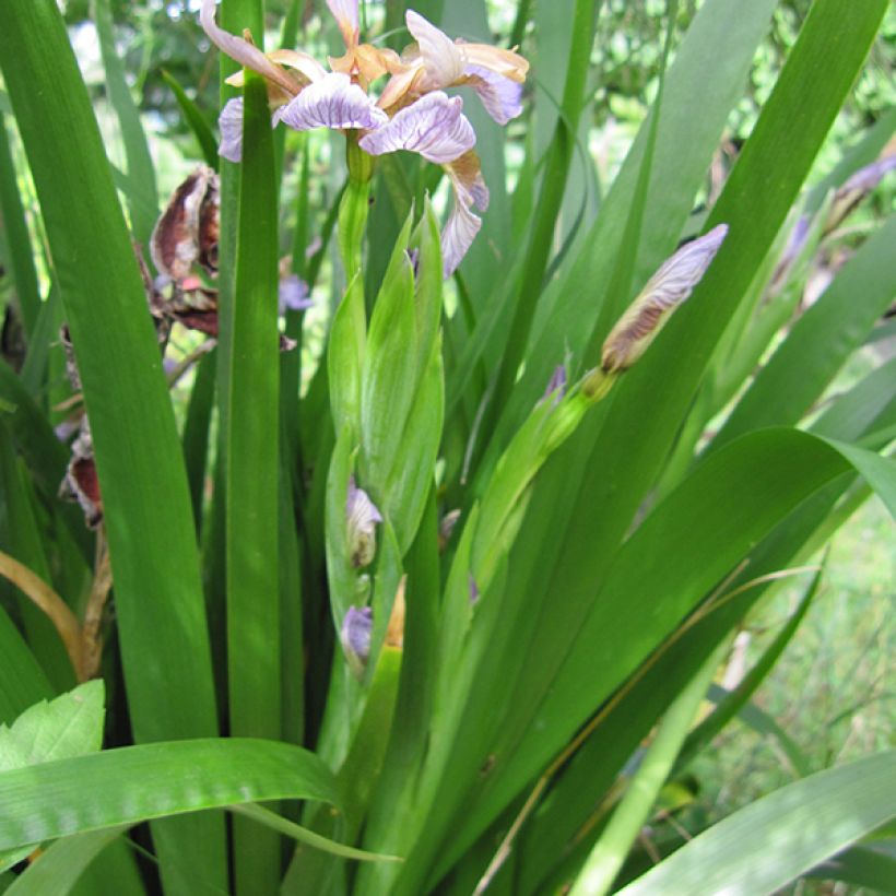 Iris foetidissima - Stinkende Schwertlilie (Foliage)