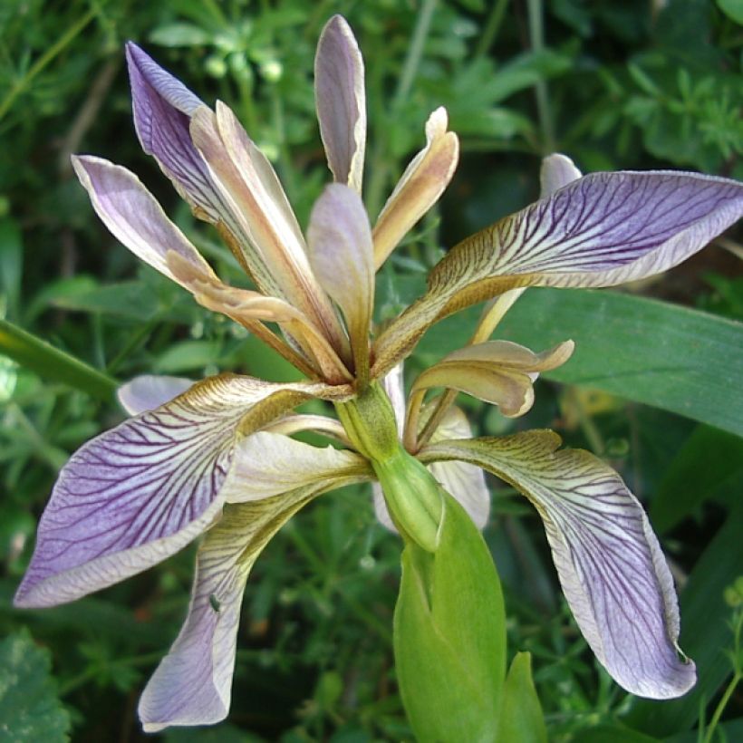 Iris foetidissima - Stinkende Schwertlilie (Flowering)