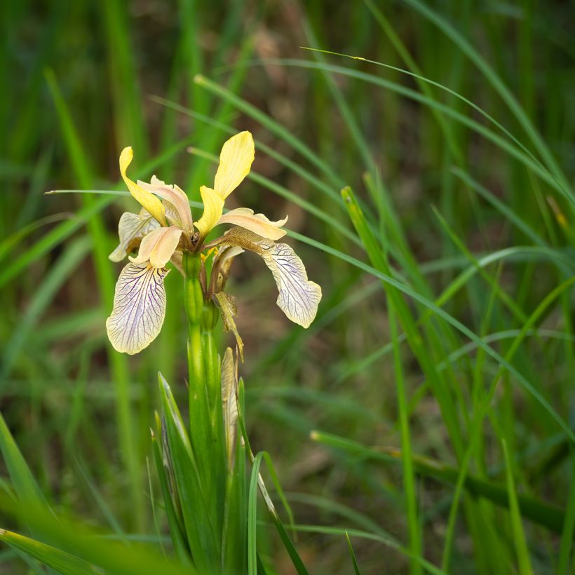 Iris foetidissima - Stinkende Schwertlilie (Plant habit)
