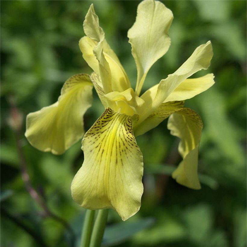 Iris forrestii - Forrest-Schwertlilie (Flowering)