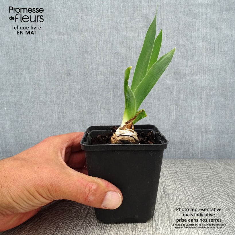 Example of Iris Abondante Floraison - Schwertlilie Kleine Töpfe von 8/9 cm as you get in printemps