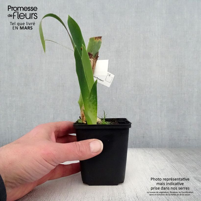 Example of Iris Above The Rim - Schwertlilie Kleine Töpfe von 8/9 cm as you get in printemps