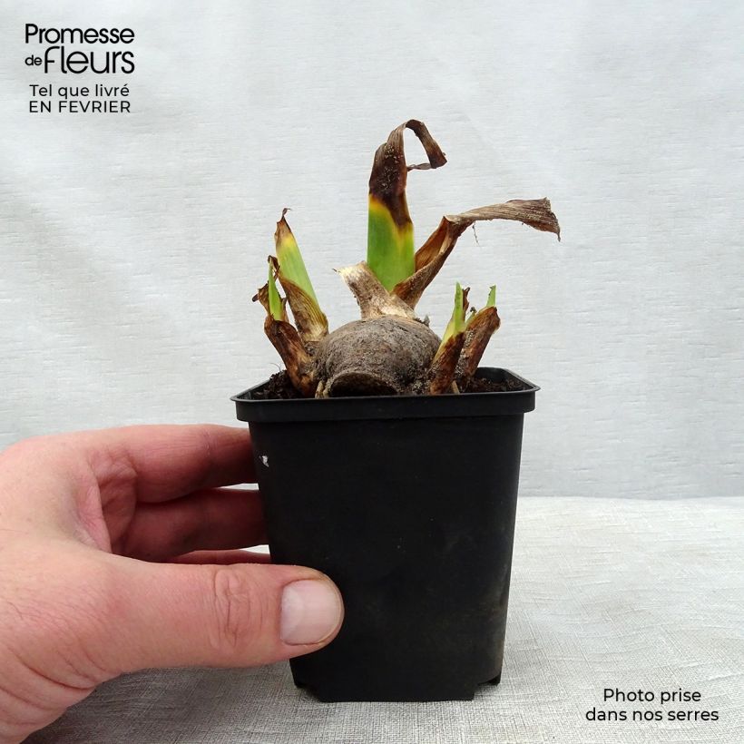 Example of Iris Amethyst Dancer - Schwertlilie Kleine Töpfe von 8/9 cm as you get in hiver