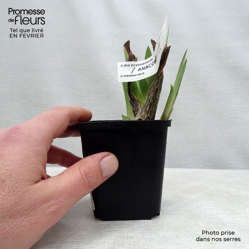 Example of Iris Anaconda Love - Schwertlilie Kleine Töpfe von 8/9 cm as you get in hiver