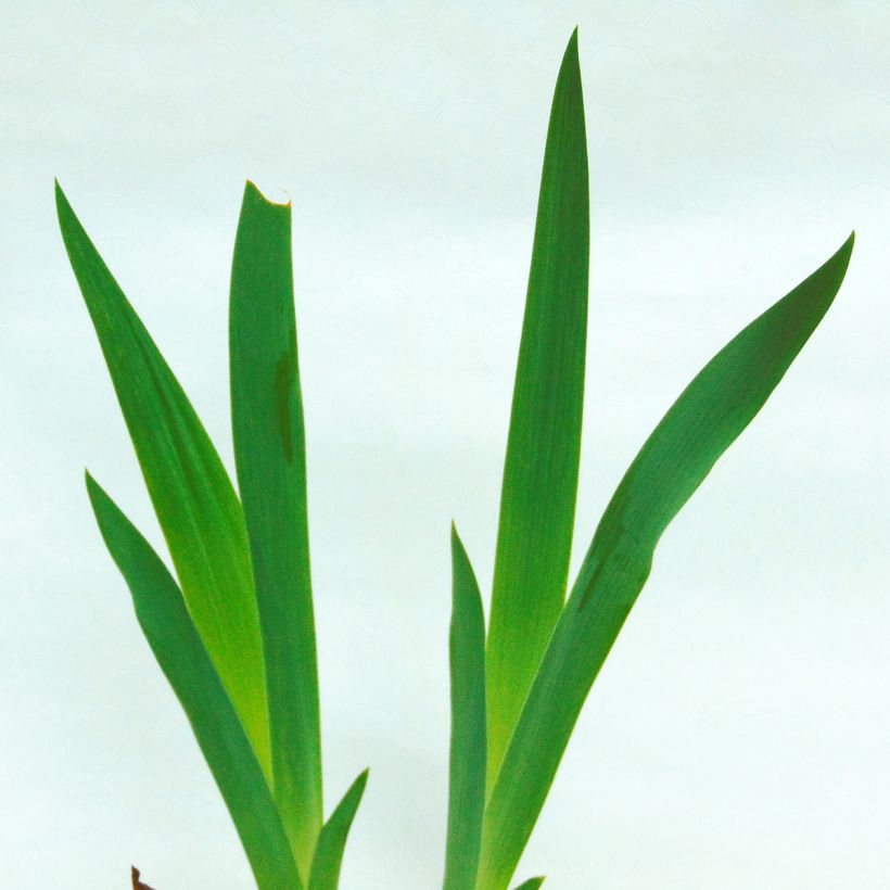 Iris Anything Goes - Schwertlilie (Foliage)