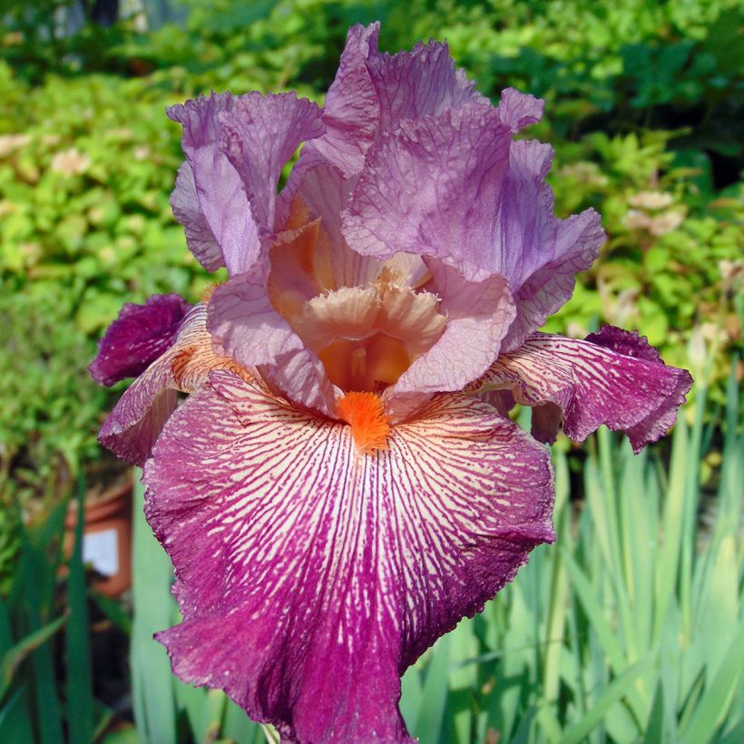 Iris Anything Goes - Schwertlilie (Flowering)