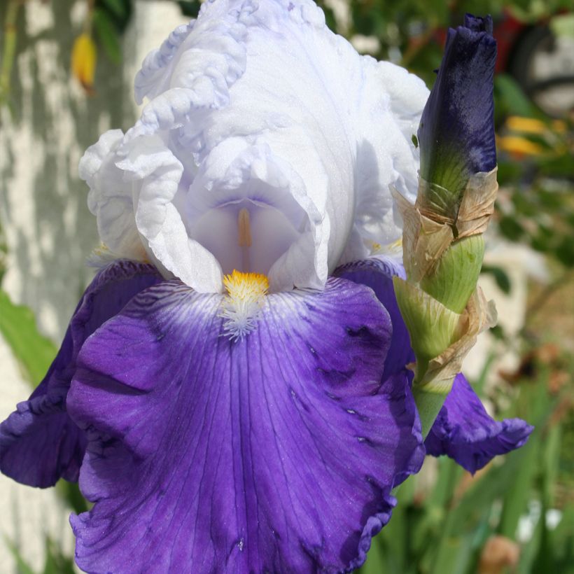 Iris Arpège - Schwertlilie (Flowering)