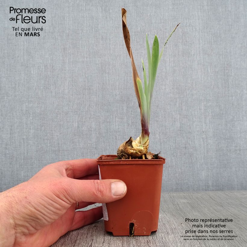 Exemplar von Iris Art Déco - Schwertlilie Kleine Töpfe von 8/9 cm wie im Winter geliefert