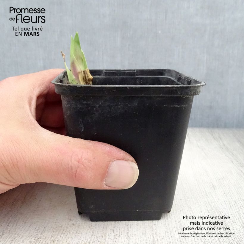 Exemplar von Iris Art Déco - Schwertlilie Kleine Töpfe von 8/9 cm wie im Frühjahr geliefert