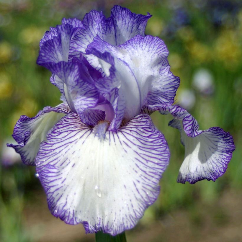Iris Autumn Circus - Schwertlilie (Flowering)