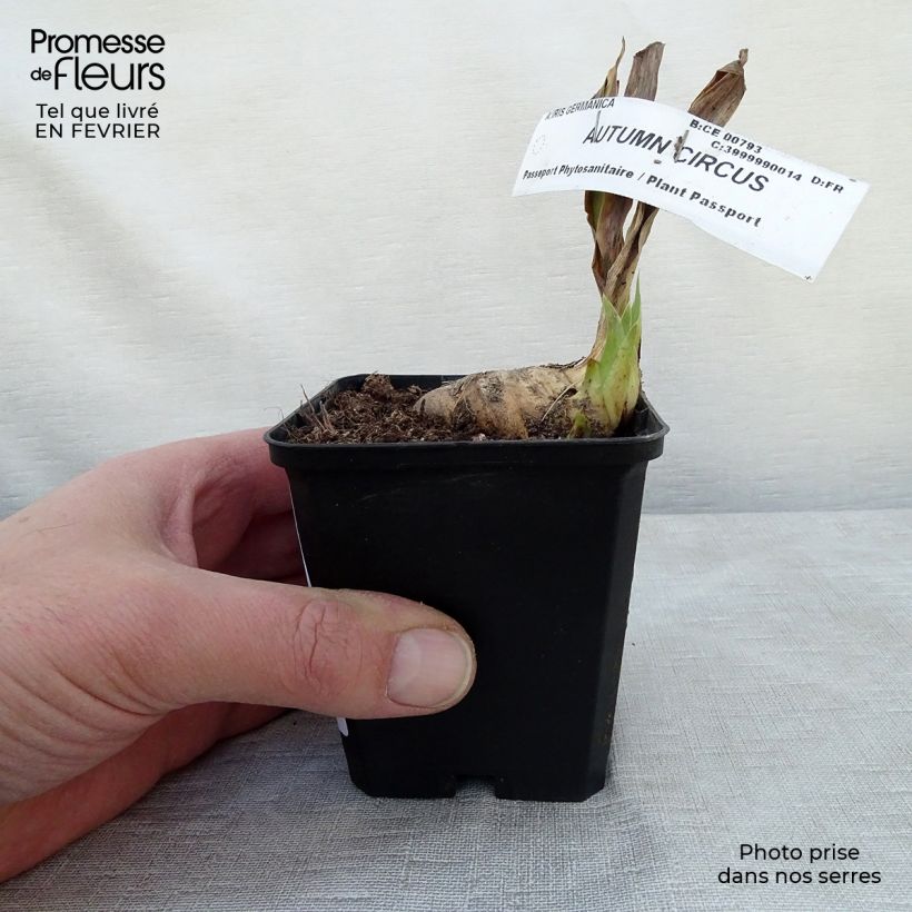 Exemplar von Iris Autumn Circus - Schwertlilie Kleine Töpfe von 8/9 cm wie im Winter geliefert