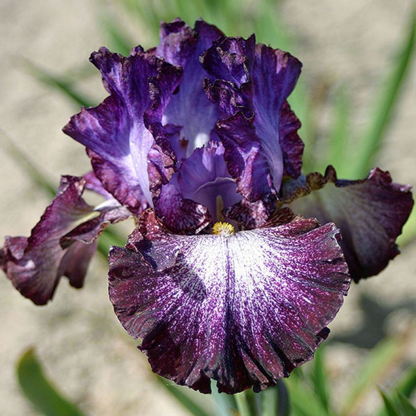 Iris Ball of Confusion - Schwertlilie (Flowering)