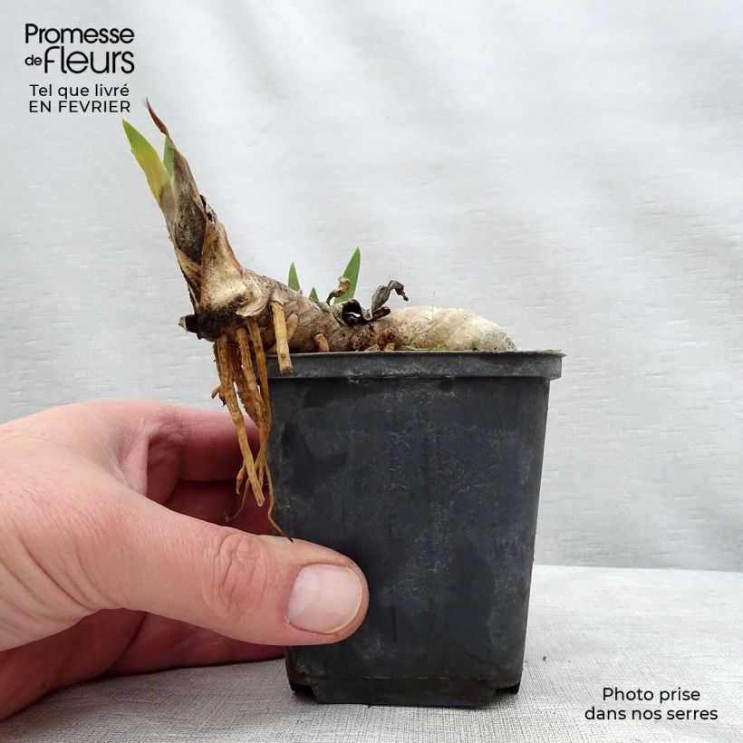 Example of Iris Ball of Confusion - Schwertlilie Kleine Töpfe von 8/9 cm as you get in hiver