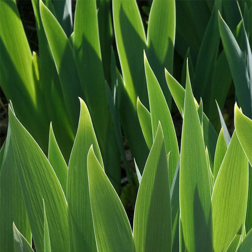 Iris Ballet Lesson - Schwertlilie (Foliage)