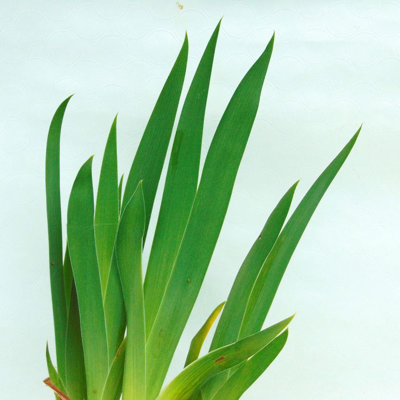 Iris Batik - Schwertlilie (Foliage)