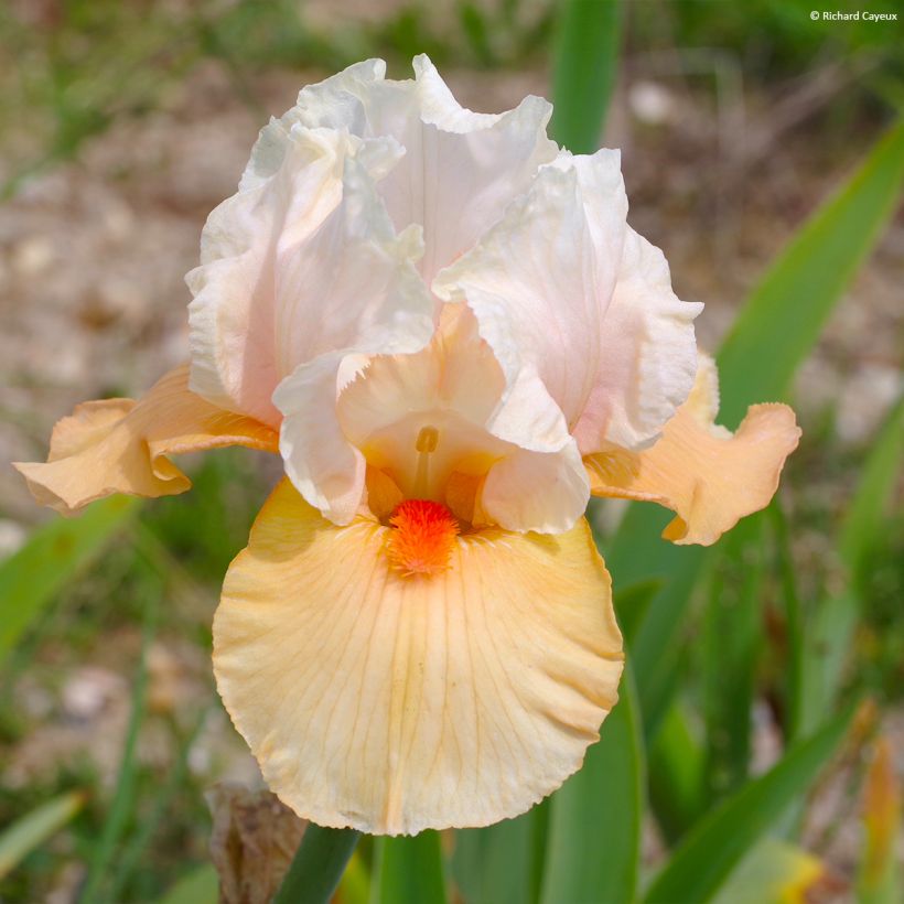 Iris Bébé Rose - Schwertlilie (Flowering)
