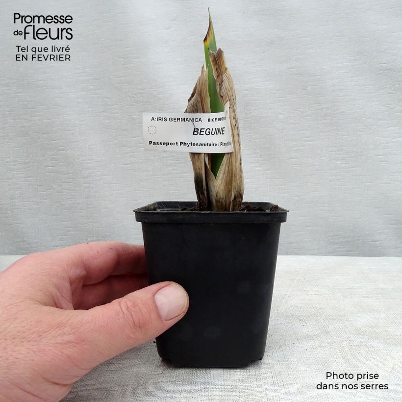 Example of Iris Beguine - Schwertlilie Kleine Töpfe von 8/9 cm as you get in hiver