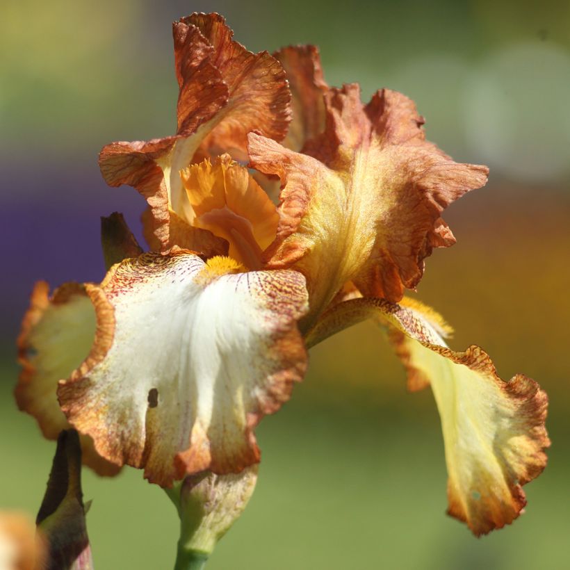 Iris Belvi Queen - Schwertlilie (Flowering)