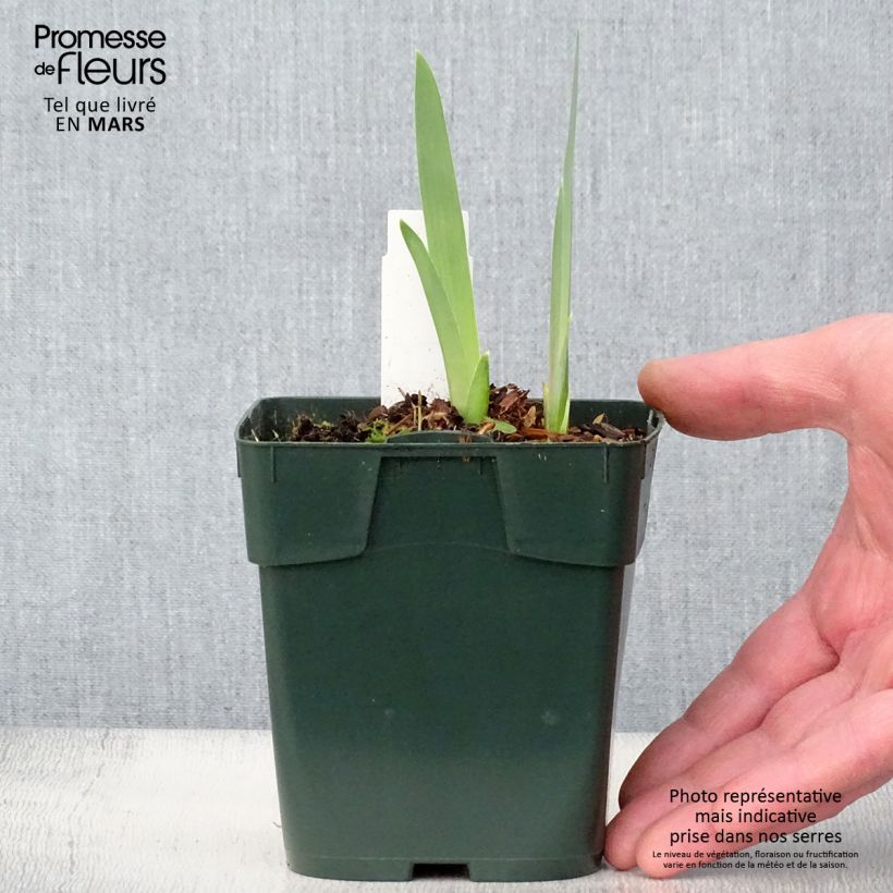 Exemplar von Iris Black Knight - Schwertlilie Kleine Töpfe von 8/9 cm wie im Frühjahr geliefert