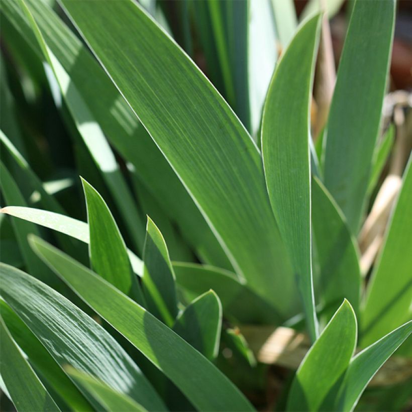 Iris Blenheim Royal - Schwertlilie (Foliage)