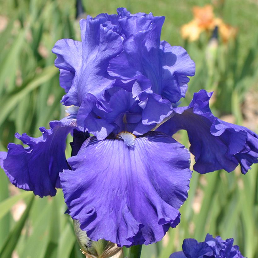 Iris Blenheim Royal - Schwertlilie (Flowering)