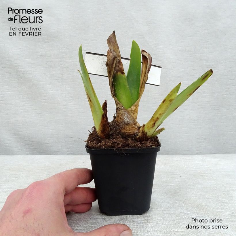 Example of Iris Blenheim Royal - Schwertlilie Kleine Töpfe von 8/9 cm as you get in hiver