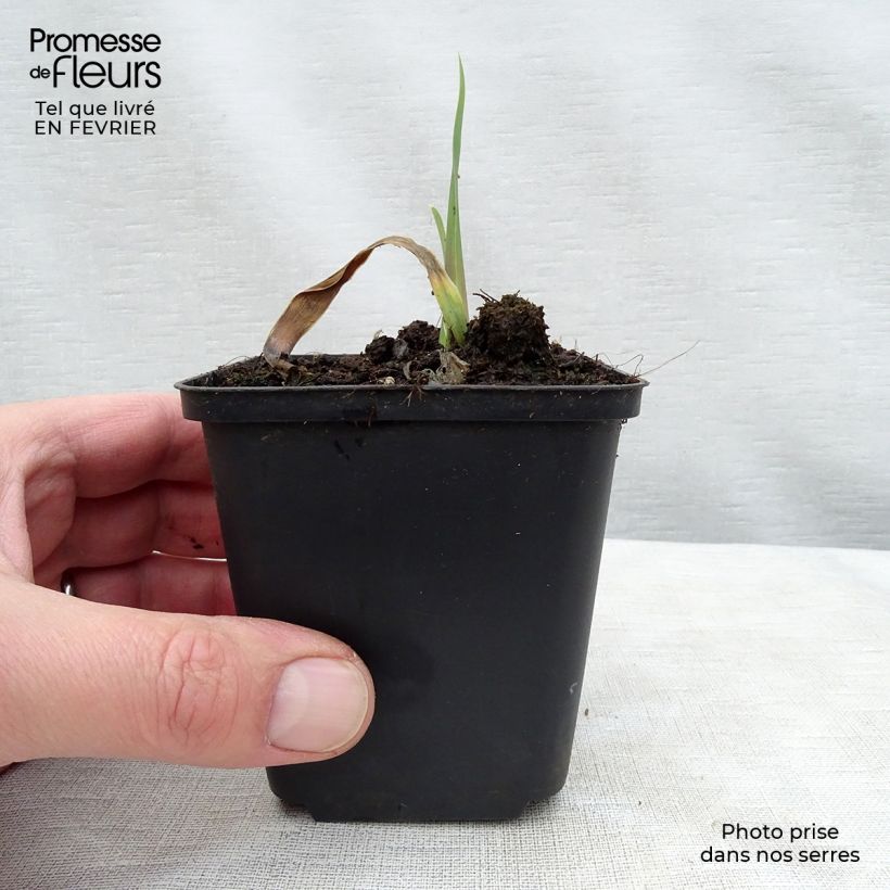 Example of Iris Bleu de Gien - Schwertlilie Rhizom, Kaliber 10/15, Extraqualität as you get in hiver