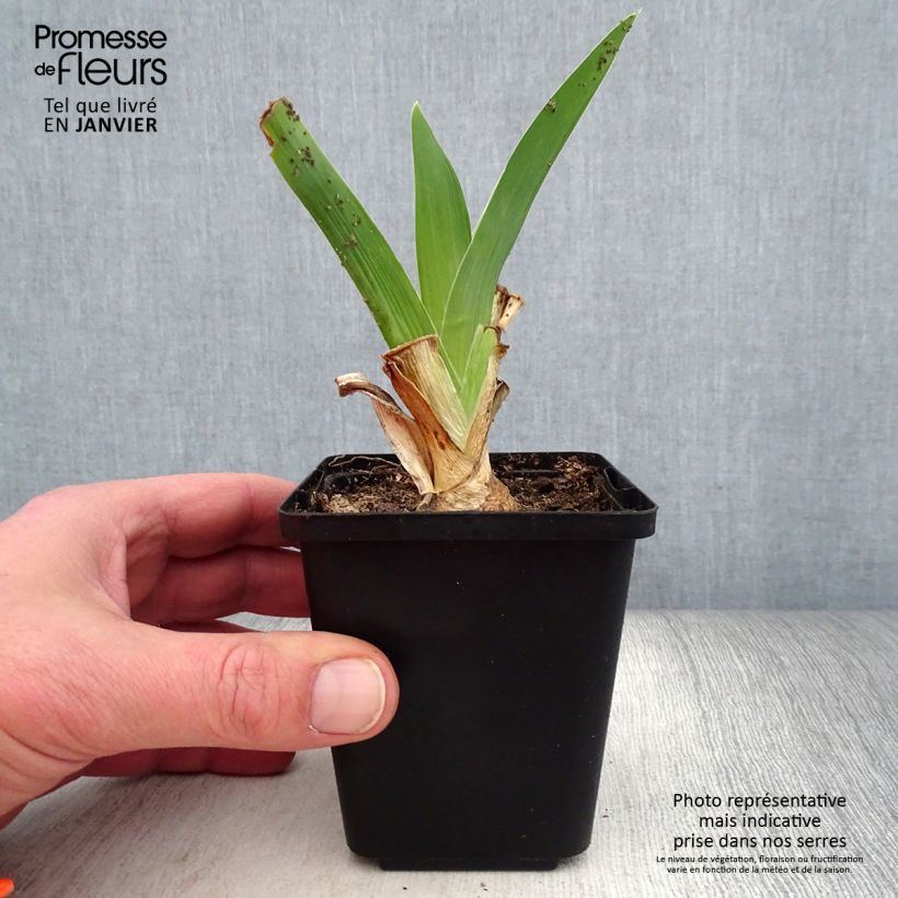 Example of Iris Blue Rhythm - Schwertlilie Kleine Töpfe von 8/9 cm as you get in hiver