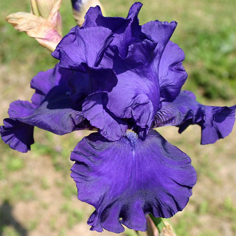 Iris Blueberry Bliss - Schwertlilie (Flowering)