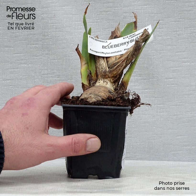Example of Iris Blueberry Bliss - Schwertlilie Kleine Töpfe von 8/9 cm as you get in hiver