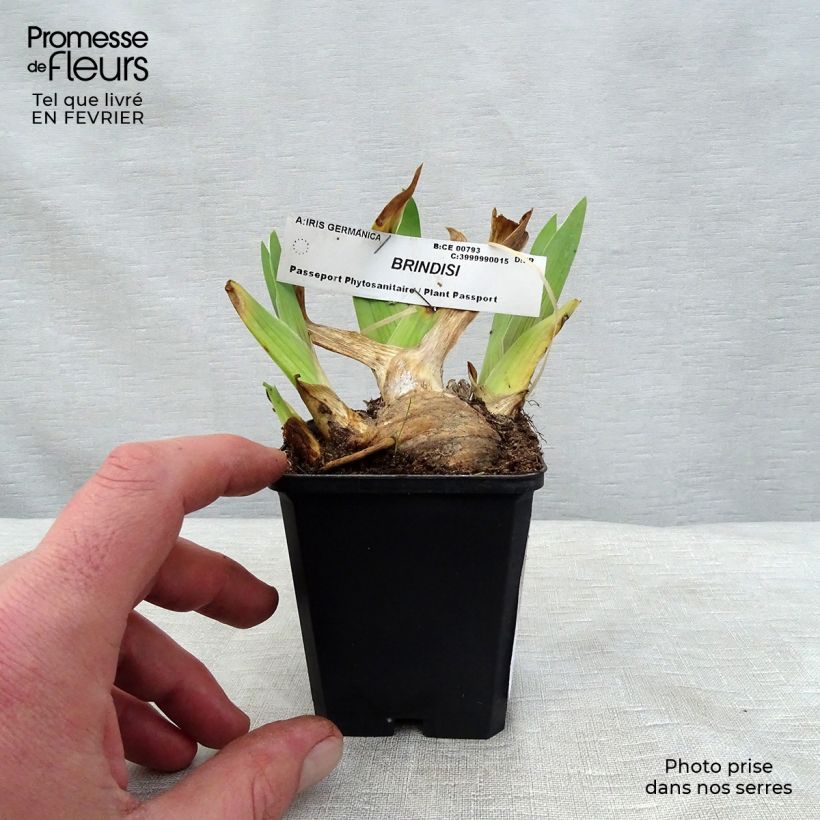 Example of Iris Brindisi - Schwertlilie Kleine Töpfe von 8/9 cm as you get in hiver