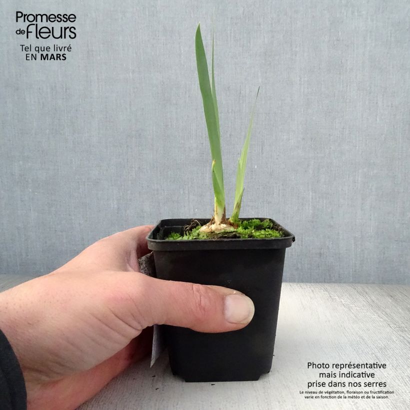 Exemplar von Iris Bruno - Schwertlilie Kleine Töpfe von 8/9 cm wie im Frühjahr geliefert