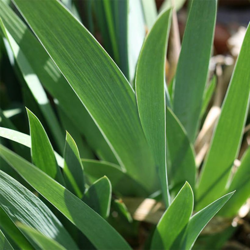Iris Buc Joyeux Anniversaire - Schwertlilie (Foliage)