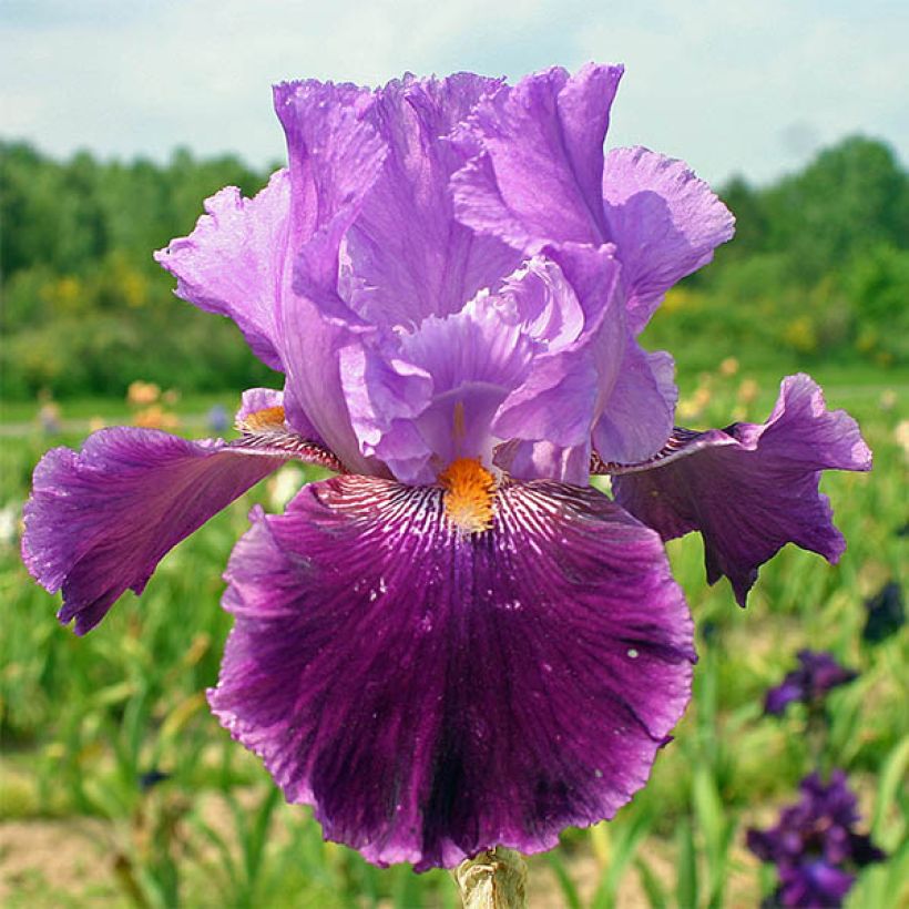 Iris Buc Joyeux Anniversaire - Schwertlilie (Flowering)