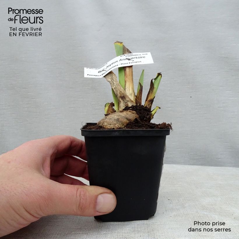 Example of Iris Buc Joyeux Anniversaire - Schwertlilie Kleine Töpfe von 8/9 cm as you get in hiver
