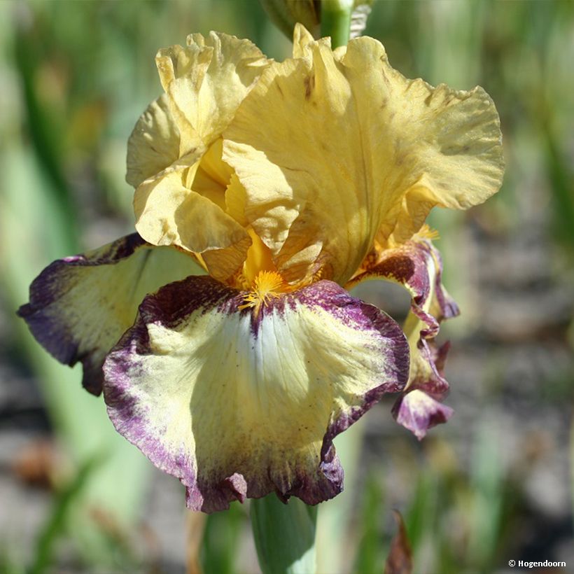 Iris Bullwinkle - Schwertlilie (Flowering)