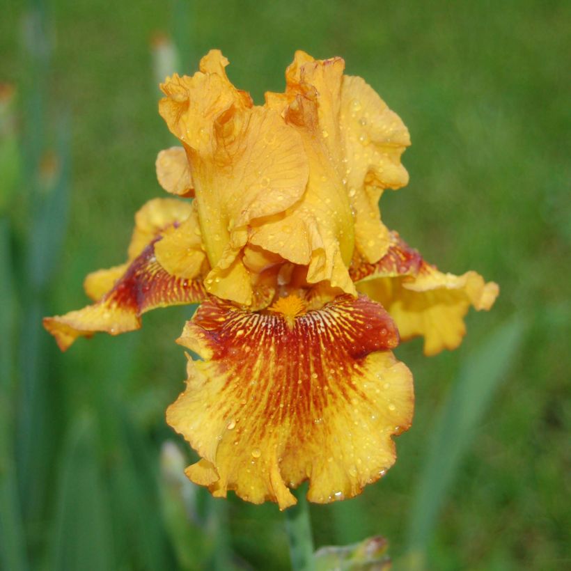Iris Burst - Schwertlilie (Flowering)