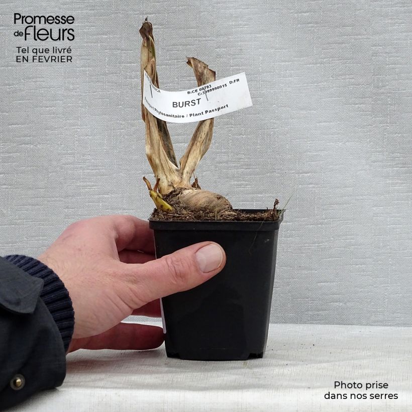 Example of Iris Burst - Schwertlilie Kleine Töpfe von 8/9 cm as you get in hiver