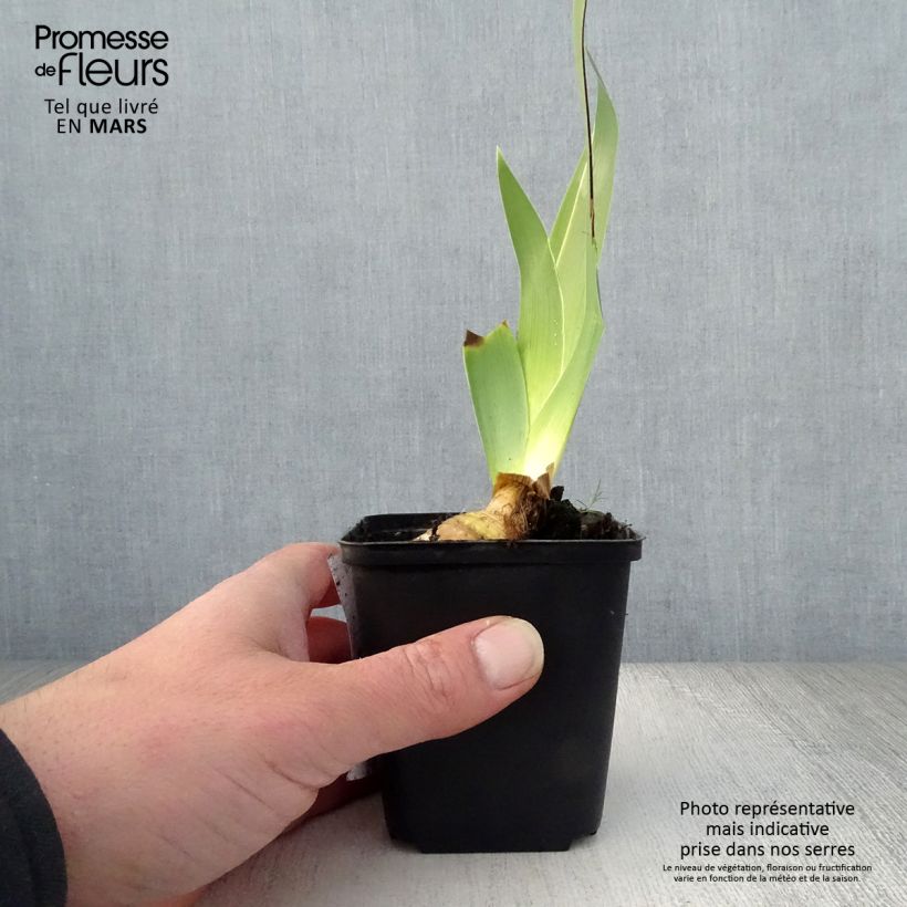 Exemplar von Iris Burst - Schwertlilie Kleine Töpfe von 8/9 cm wie im Frühjahr geliefert