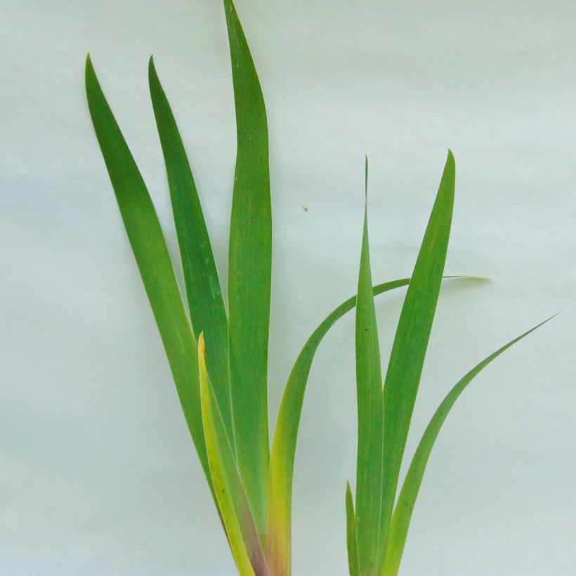 Iris Cable Car - Schwertlilie (Foliage)