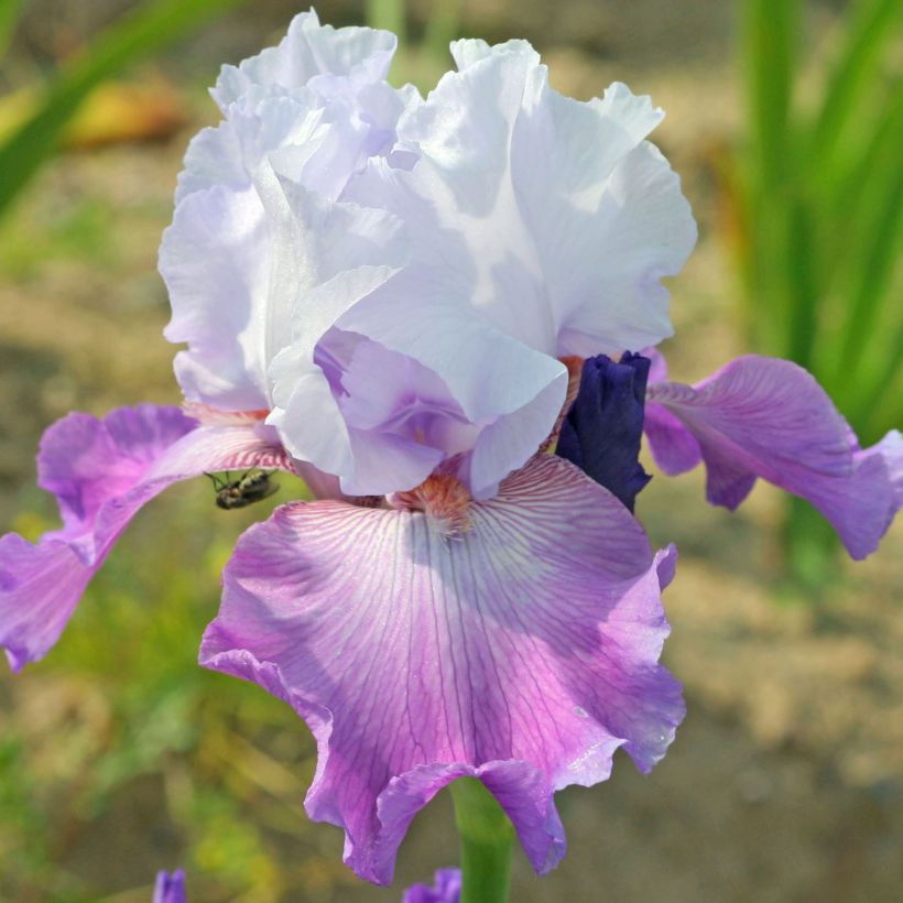 Iris Carl and Sissy - Schwertlilie (Flowering)