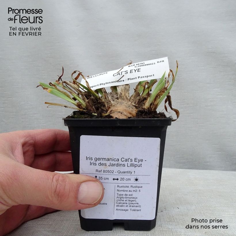 Exemplar von Iris Cat's Eye - Schwertlilie Kleine Töpfe von 8/9 cm wie im Winter geliefert