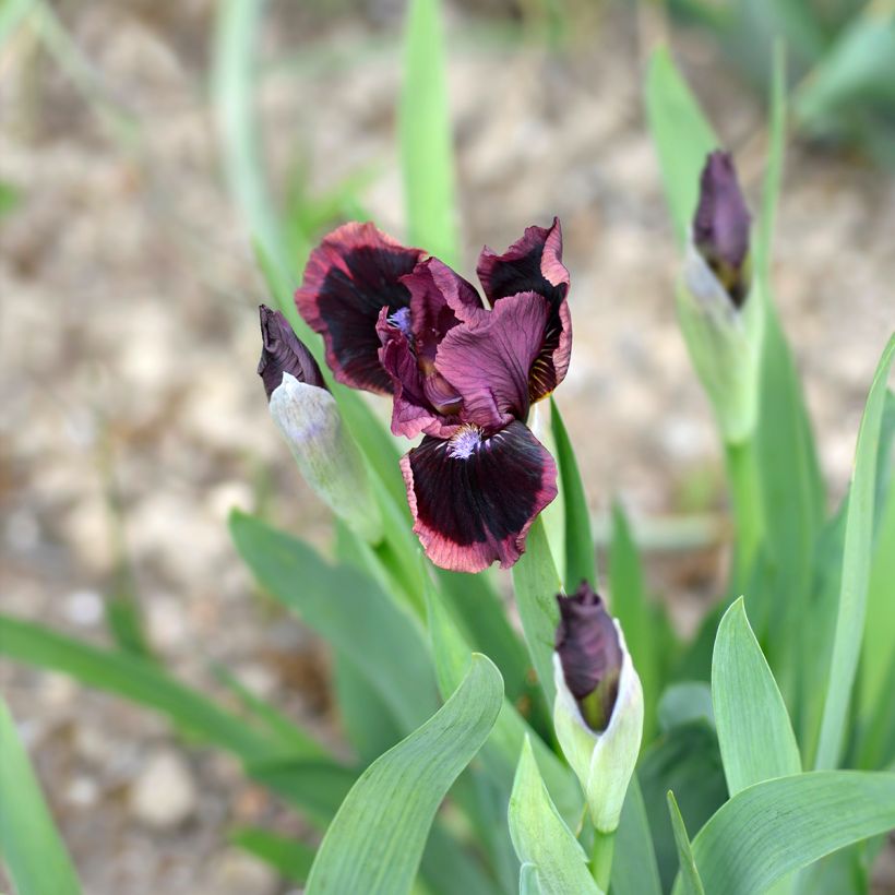 Iris Cat's Eye - Schwertlilie (Flowering)