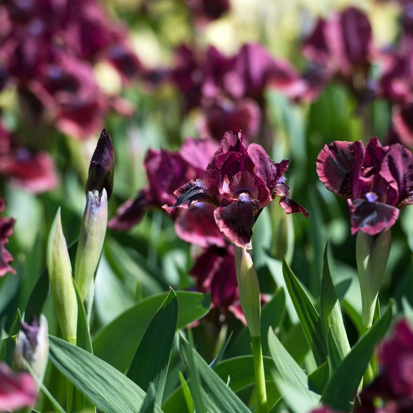 Iris Cat's Eye - Schwertlilie (Plant habit)