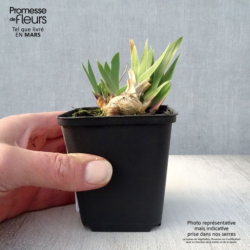 Exemplar von Iris Cat's Eye - Schwertlilie Kleine Töpfe von 8/9 cm wie im Frühjahr geliefert