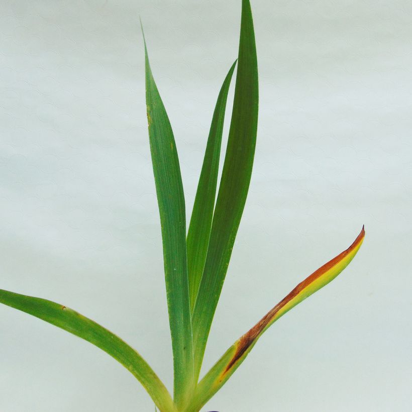 Iris Chateau d Auvers Sur Oise - Schwertlilie (Foliage)