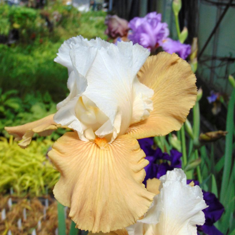 Iris Chateau d Auvers Sur Oise - Schwertlilie (Flowering)