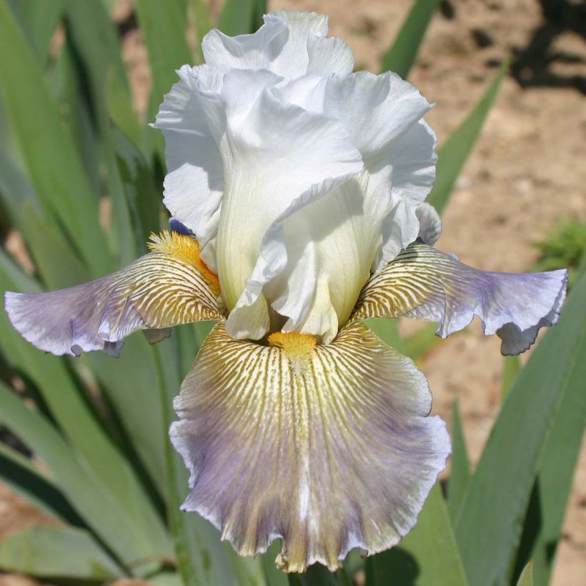 Iris Ciel Gris sur Poilly - Schwertlilie (Flowering)