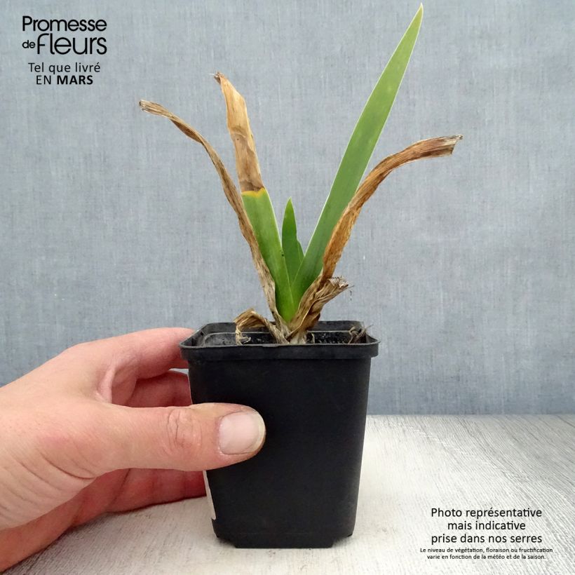 Exemplar von Iris Cigarillo - Schwertlilie Kleine Töpfe von 8/9 cm wie im Frühjahr geliefert