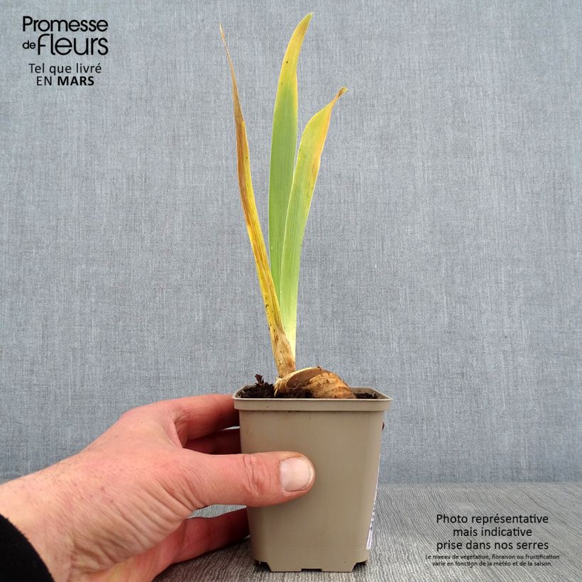 Exemplar von Iris Cigarillo - Schwertlilie Kleine Töpfe von 8/9 cm wie im Winter geliefert